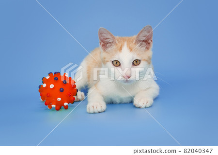 Small  kitten is playing with a red ball 82040347