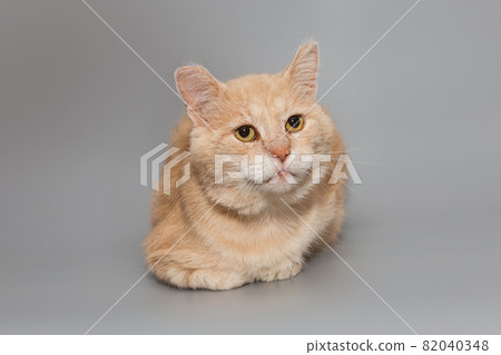 Big red cat lies and looks with serious eyes Big red cat lies and looks with serious eyes 82040348