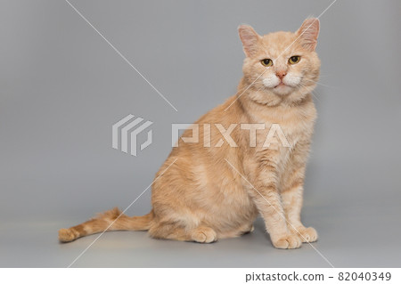 Big red cat sits and looks with serious eyes Big red cat sits and looks with serious eyes 82040349