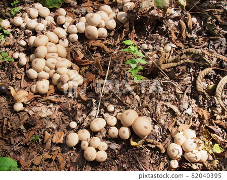 Mushrooms that grow a lot (puffball) 82040395