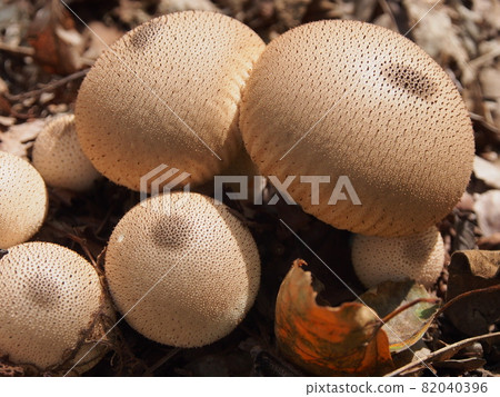 Mushrooms like boobs (puffball) 82040396