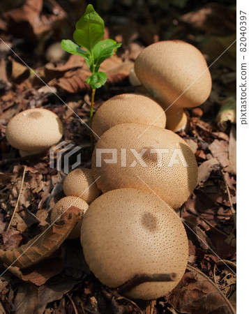 生長在森林裡的蘑菇（馬勃） 82040397