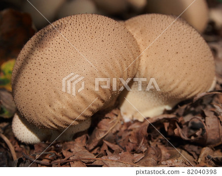 Mushrooms that stick together (puffball) 82040398
