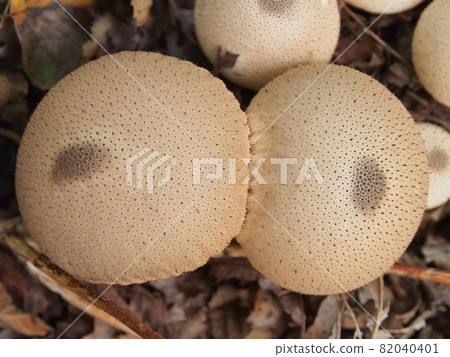 蘑菇像胸部(馬勃) 蘑菇像胸部(馬勃) 82040401