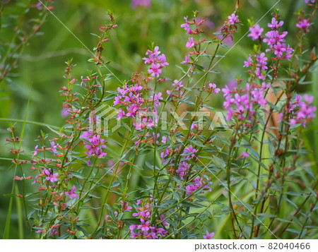 千屈菜 千屈菜 82040466