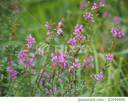千屈菜 千屈菜 82040468