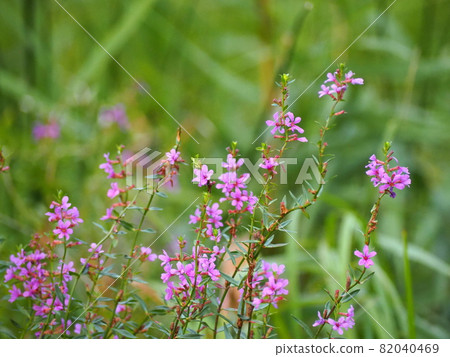 千屈菜 千屈菜 82040469