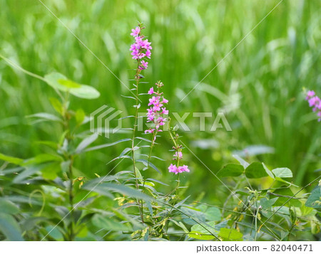 千屈菜 千屈菜 82040471