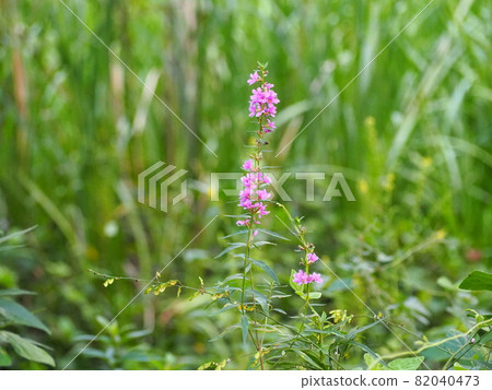 千屈菜 千屈菜 82040473