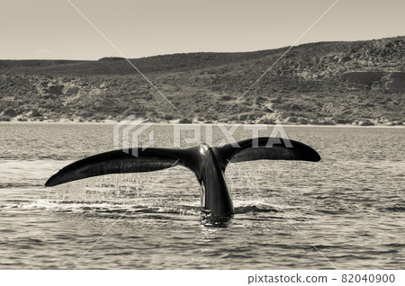 Whale Patagonia Argentina Whale Patagonia Argentina 82040900