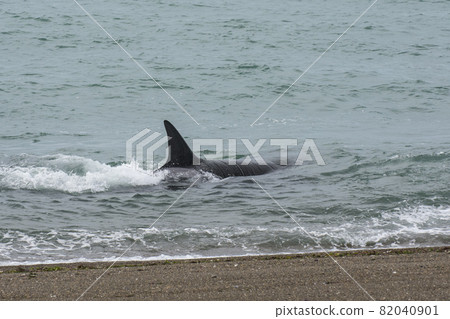 Orca Family, Patagonia Argentina Orca Family, Patagonia Argentina 82040901