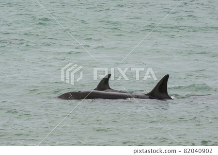 Orca Family, Patagonia Argentina Orca Family, Patagonia Argentina 82040902