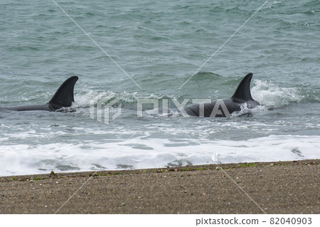 Orca Family, Patagonia Argentina Orca Family, Patagonia Argentina 82040903
