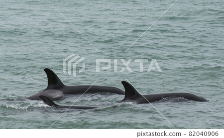 Orca Family, Patagonia Argentina Orca Family, Patagonia Argentina 82040906
