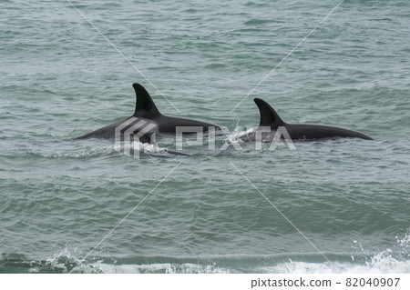 Orca Family, Patagonia Argentina Orca Family, Patagonia Argentina 82040907