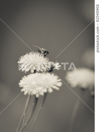 Bee on wild flowers 82040908