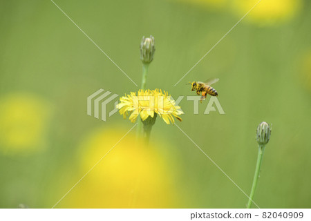 Bee on wild flowers 82040909