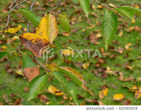 Autumn scenery fallen leaves Autumn scenery fallen leaves 82040959
