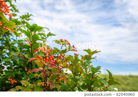 Blue sky and Guelder-rose Blue sky and Guelder-rose 82040960