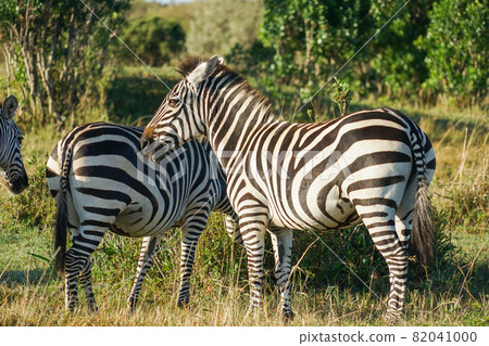 Plains zebra in Masai Mara National Reserve Plains zebra in Masai Mara National Reserve 82041000