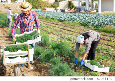 Man puts boxes of dill on garden cart and takes them to warehouse 82041189
