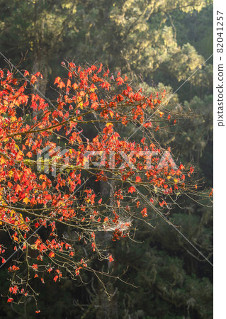 台灣 美麗 楓葉 旅遊 背景 楓樹 Maple leaf メープルリーフ 紅葉 モミジ もみじ 台灣 美麗 楓葉 旅遊 背景 楓樹 Maple leaf メープルリーフ 紅葉 モミジ もみじ 82041257