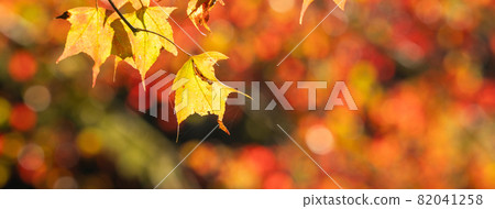 台灣 美麗 楓葉 旅遊 背景 楓樹 Maple leaf メープルリーフ 紅葉 モミジ もみじ 台灣 美麗 楓葉 旅遊 背景 楓樹 Maple leaf メープルリーフ 紅葉 モミジ もみじ 82041258