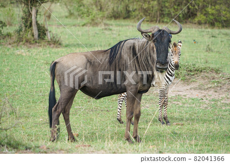 Blue wildebeest in Masai Mara National Reserve Blue wildebeest in Masai Mara National Reserve 82041366