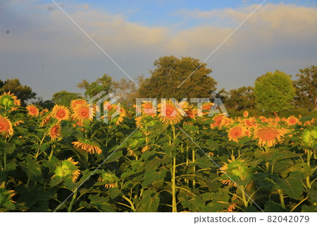 Yeoncheon Sunflower Flower 82042079