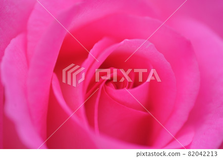 Rose Gunma Flower Park 82042213