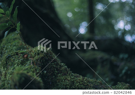 像幽靈森林一樣的屋久島森林和屋久杉 像幽靈森林一樣的屋久島森林和屋久杉 82042846