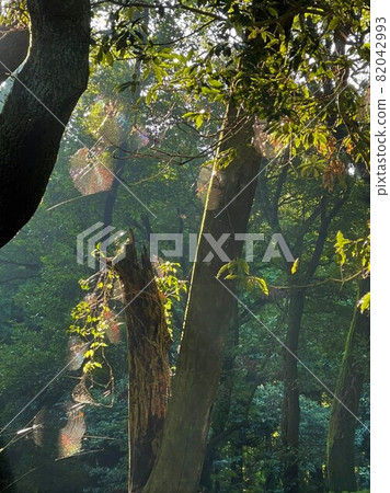 Rainbow-colored spider web Rainbow-colored spider web 82042993