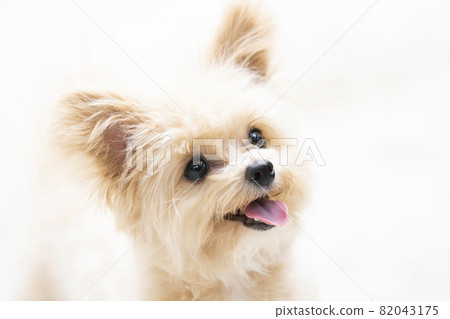 Smile Chiwapu 爆發 Smile Chiwapu 爆發 82043175