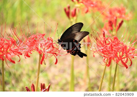 Higanki flower and swallowtail butterfly Higanki flower and swallowtail butterfly 82043909