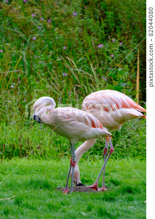 Two Chilean Flamingos on the green shores of Fish Pond in the Harewood House Trust area in West Yorkshire Two Chilean Flamingos on the green shores of Fish Pond in the Harewood House Trust area in West Yorkshire 82044080
