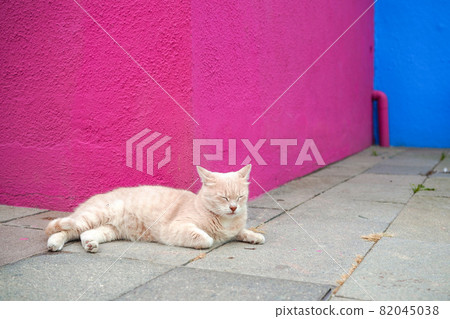 Cat lying down (in Burano, Italy) 82045038
