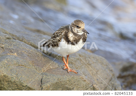 Ruddy Turnstone 在途中在日本的岩石海岸尋找食物 Ruddy Turnstone 在途中在日本的岩石海岸尋找食物 82045133