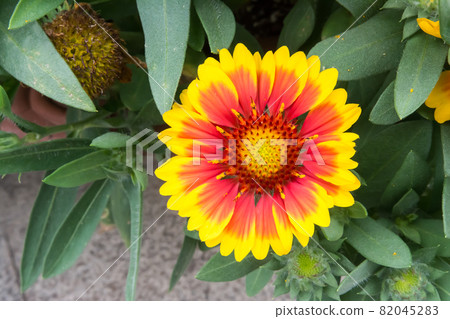 盛開的天人菊 82045283