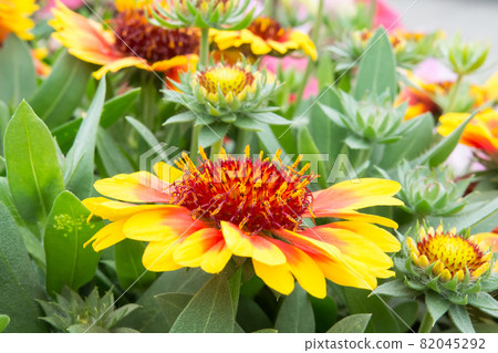 Blooming blanket chrysanthemum Blooming blanket chrysanthemum 82045292