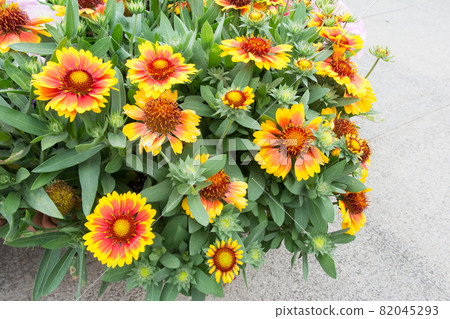 Blooming blanket chrysanthemum 82045293