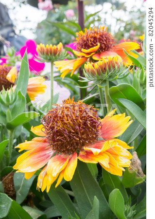 盛開的天人菊 82045294