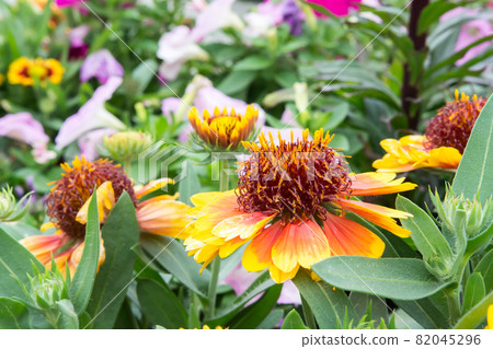 盛開的天人菊 82045296