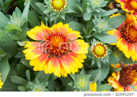 盛開的天人菊 82045297