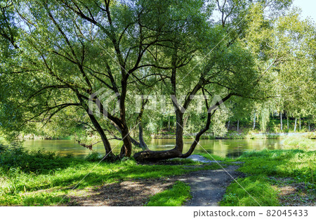 Natural park on a summer day in the city of Mozhaysk. Russia 82045433