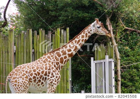 Giraffe Zoo Tennoji Zoo Harukas 82045508