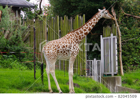 Giraffe Zoo Tennoji Zoo Harukas 82045509