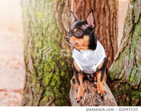 Chihuahua dog is standing on a log. A dog in a gray jersey. 82045510