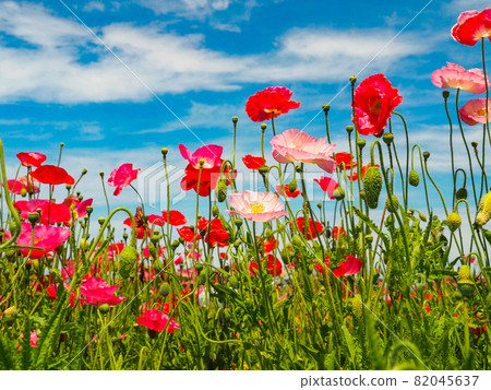 Poppies blooming in Konosu Poppy Happy Square (Takimamuro venue) Poppies blooming in Konosu Poppy Happy Square (Takimamuro venue) 82045637