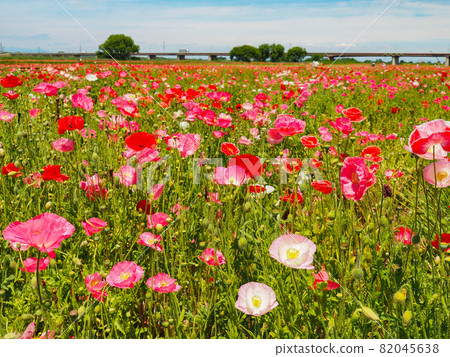 Poppies blooming in Konosu Poppy Happy Square (Takimamuro venue) 82045638