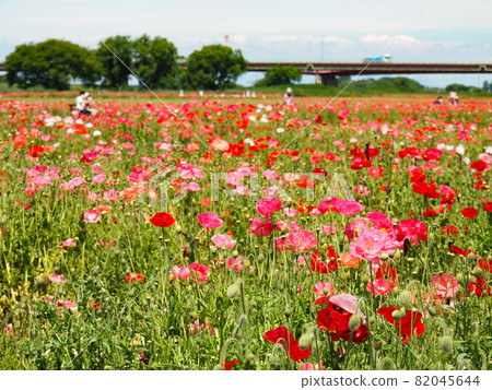 Poppies blooming in Konosu Poppy Happy Square (Takimamuro venue) 82045644